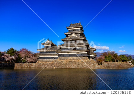 Matsumoto castle in spring season, Nagano, Japan 120236158