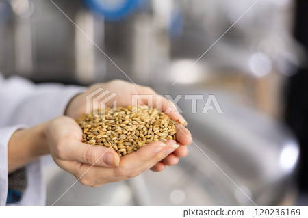 Barley in female palms close-up against the background of brewery 120236169