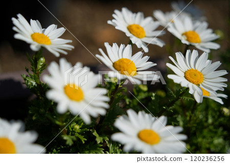The brilliance of North Pole flowers The brilliance of North Pole flowers 120236256