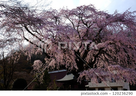垂枝櫻花盛開的久茂地寺 [相模原市築井市 4 月] 120236290