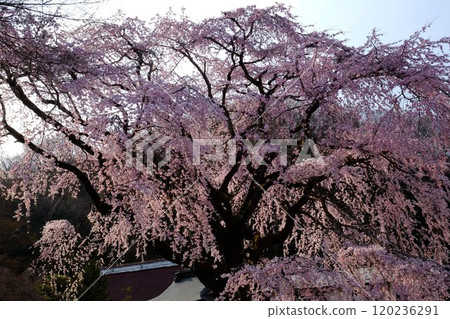 Weeping cherry blossoms in full bloom at Ungoji Temple [Tsukui, Sagamihara City, April] 120236291