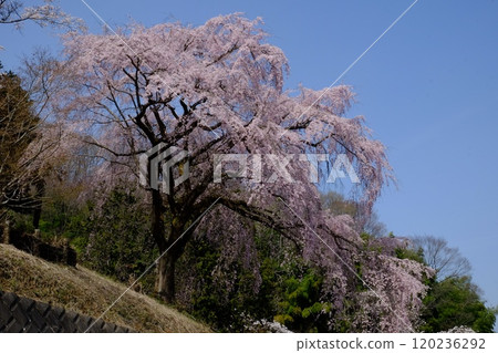 Weeping cherry trees in full bloom on the bank [Tsukui, Sagamihara City, April] 120236292