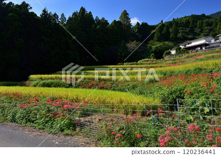 Red spider lilies on the terraces of Eriyama 120236441
