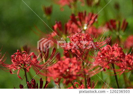 Red spider lilies on the terraces of Eriyama 120236503
