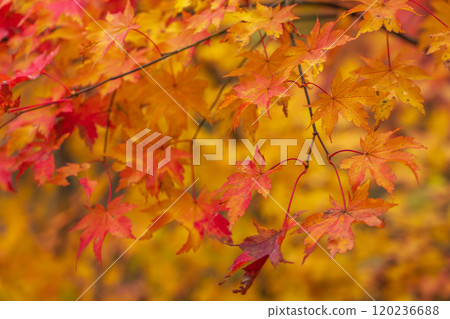Autumn leaves on the Tateyama Kurobe Alpine Route in Nagano 2024 Autumn leaves on the Tateyama Kurobe Alpine Route in Nagano 2024 120236688