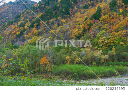 立山黑部阿爾卑斯山脈路線長野2024的秋葉 立山黑部阿爾卑斯山脈路線長野2024的秋葉 120236695