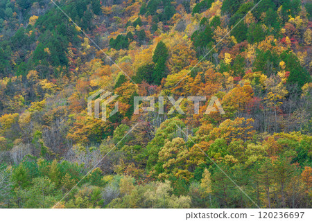 立山黑部阿爾卑斯山脈路線長野2024的秋葉 立山黑部阿爾卑斯山脈路線長野2024的秋葉 120236697