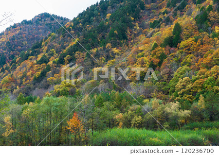 Autumn leaves on the Tateyama Kurobe Alpine Route in Nagano 2024 Autumn leaves on the Tateyama Kurobe Alpine Route in Nagano 2024 120236700