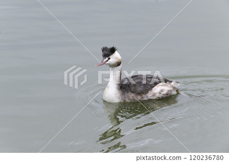 Great crested grebe 120236780