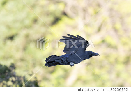 瓢蟲玻璃 120236792