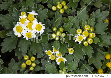 Hana no soyakugi Hana no soyakugi 120236793