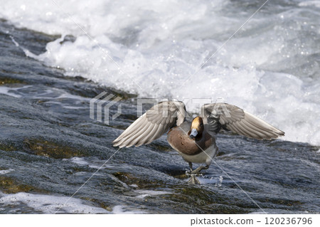Wigeon Wigeon 120236796