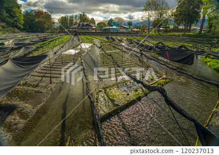 長野縣安曇野市芥末農場 120237013