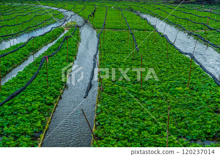Wasabi Farm, Azumino City, Nagano Prefecture Wasabi Farm, Azumino City, Nagano Prefecture 120237014