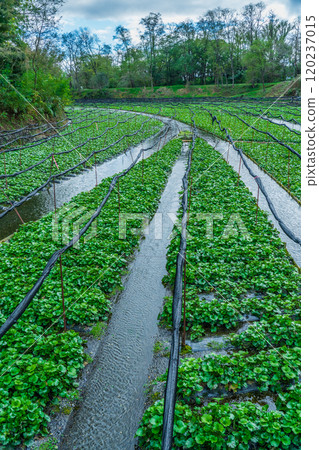 Wasabi Farm, Azumino City, Nagano Prefecture Wasabi Farm, Azumino City, Nagano Prefecture 120237015