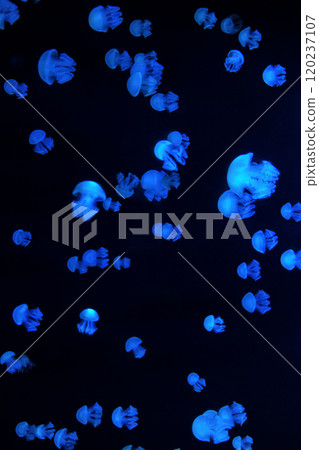 Jellyfish in the aquarium Jellyfish in the aquarium 120237107
