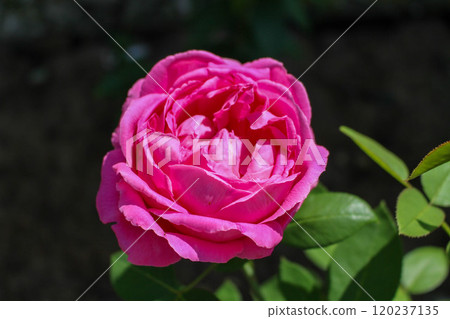 beautiful peony pink rose with delicate petals, green leaves beautiful peony pink rose with delicate petals, green leaves 120237135