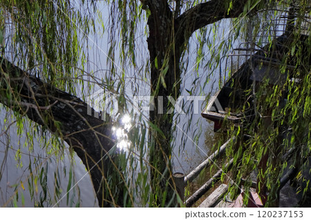 Romantic Ibaraki (The willow trees along the river in Suigo Itako, a key naval location in the Edo period, were swaying in the sunlight of the autumn breeze.) Romantic Ibaraki (The willow trees along the river in Suigo Itako, a key naval location in the Edo period, were swaying in the sunlight of the autumn breeze.) 120237153