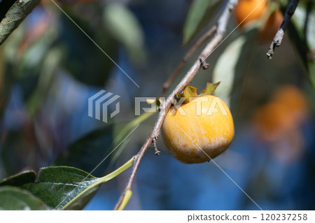 柿子堅果 柿子堅果 120237258