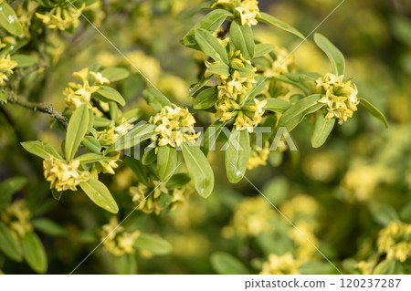 Yellow flower of Daphne naniwazu Yellow flower of Daphne naniwazu 120237287