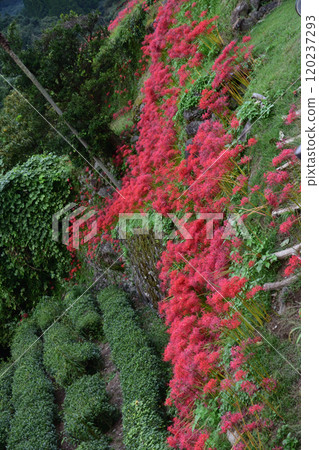 Higanbana and the rice terrace of the address 120237293