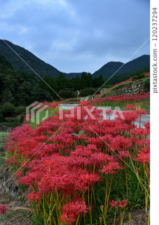 Higanbana and the rice terrace of the address 120237294