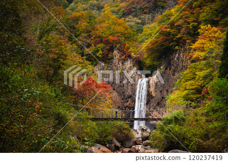 Naena Falls and suspension bridge surrounded by autumn leaves 120237419