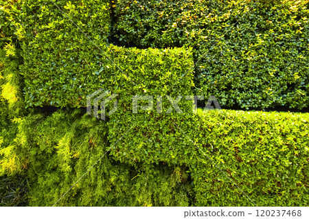 Artificial decoration of the bushes 120237468
