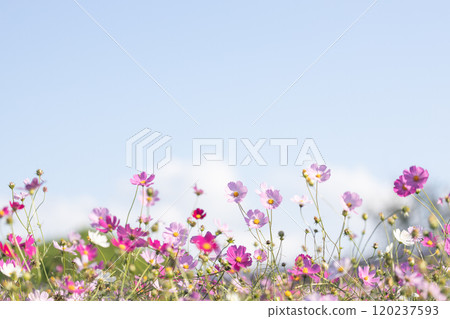 Cosmos and blue sky 120237593