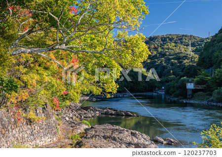 Yellow-colored trees along the Uji River, Uji City, Kyoto Prefecture Yellow-colored trees along the Uji River, Uji City, Kyoto Prefecture 120237703