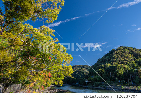 Yellow-colored trees along the Uji River, Uji City, Kyoto Prefecture Yellow-colored trees along the Uji River, Uji City, Kyoto Prefecture 120237704