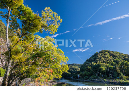 京都府宇治市宇治川沿岸的黃色樹木 120237706
