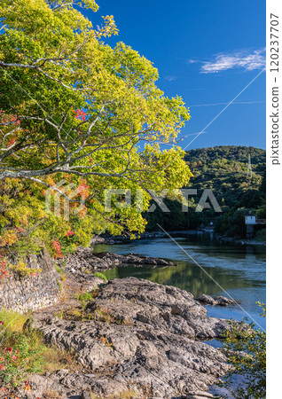 京都府宇治市宇治川沿岸的黃色樹木 120237707