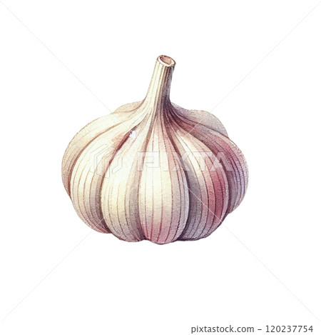 大蒜插畫高解析度png素材 120237754