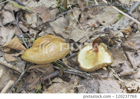 Hidahatake 120237768