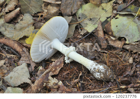 Benitate Take 120237776