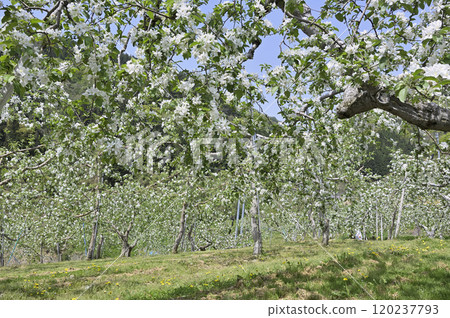 Apple farm 120237793