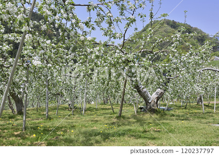 Apple farm 120237797