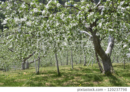 Apple farm 120237798