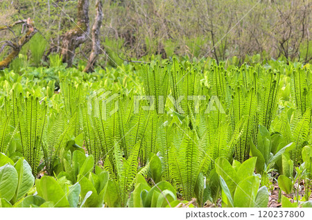 Kusasotetsu 120237800