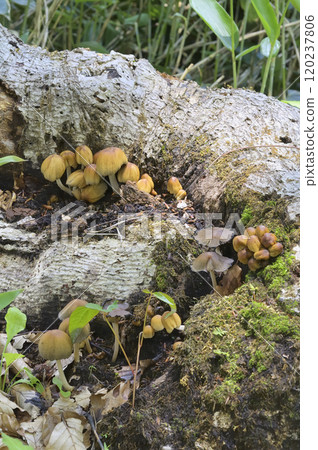 Kiraratake 120237806