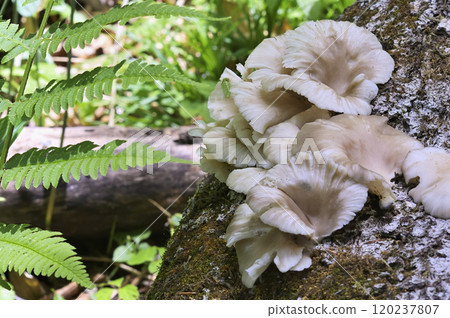 Usuhiratake 120237807