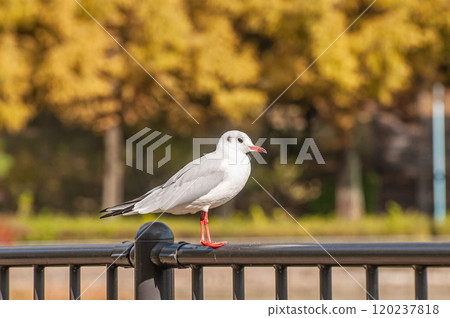 Black-headed Gull, Johoku Park, Osaka City 120237818