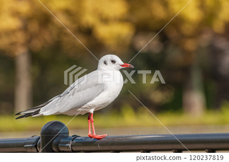 Black-headed Gull, Johoku Park, Osaka City 120237819
