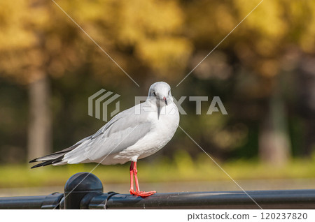 Black-headed Gull, Johoku Park, Osaka City 120237820