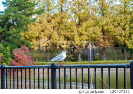 Black-headed Gull, Johoku Park, Osaka City 120237821
