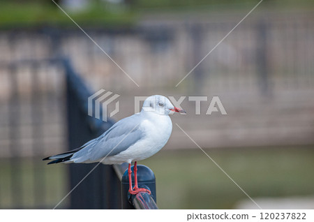 Black-headed Gull, Johoku Park, Osaka City 120237822
