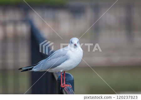 黑頭鷗城北公園 大阪市 120237823