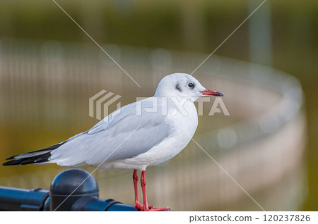 黑頭鷗城北公園 大阪市 120237826