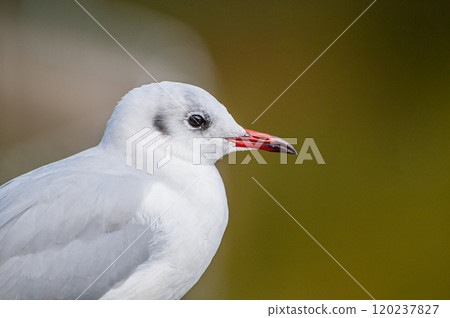 黑頭鷗城北公園 大阪市 120237827